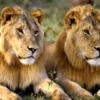 Un lion et une lionne dans une brousse