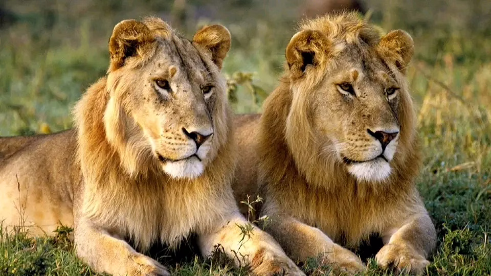 Un lion et une lionne dans une brousse